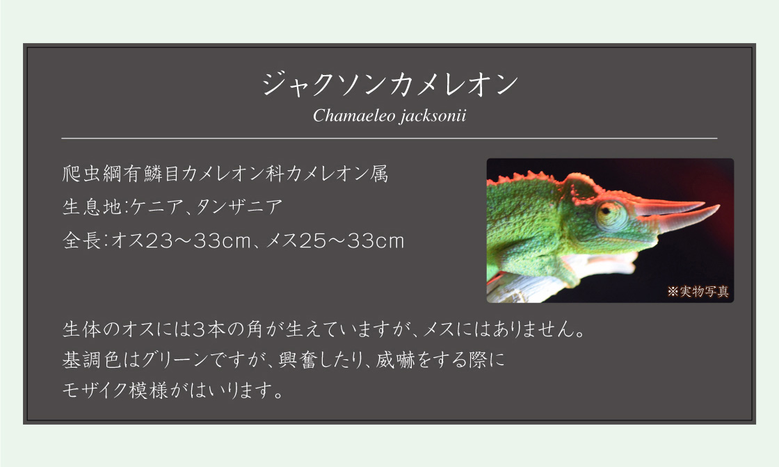 パンサーカメレオン Chamaeleo jacksonii