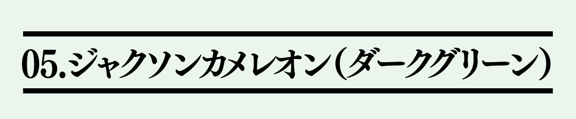 05.ジャクソンカメレオン(ダークグリーン)
