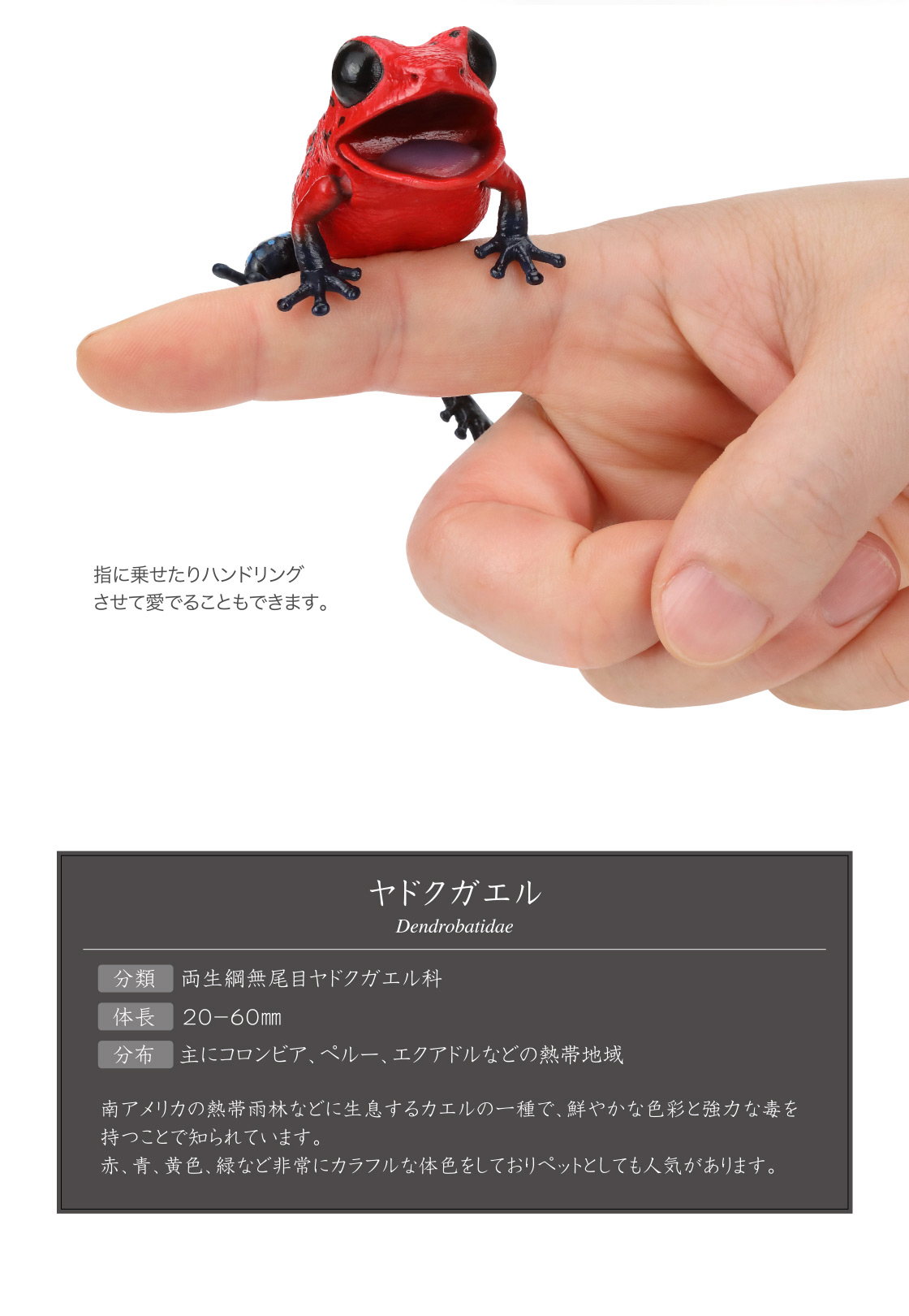 ヤドクガエル Dendrobatidae