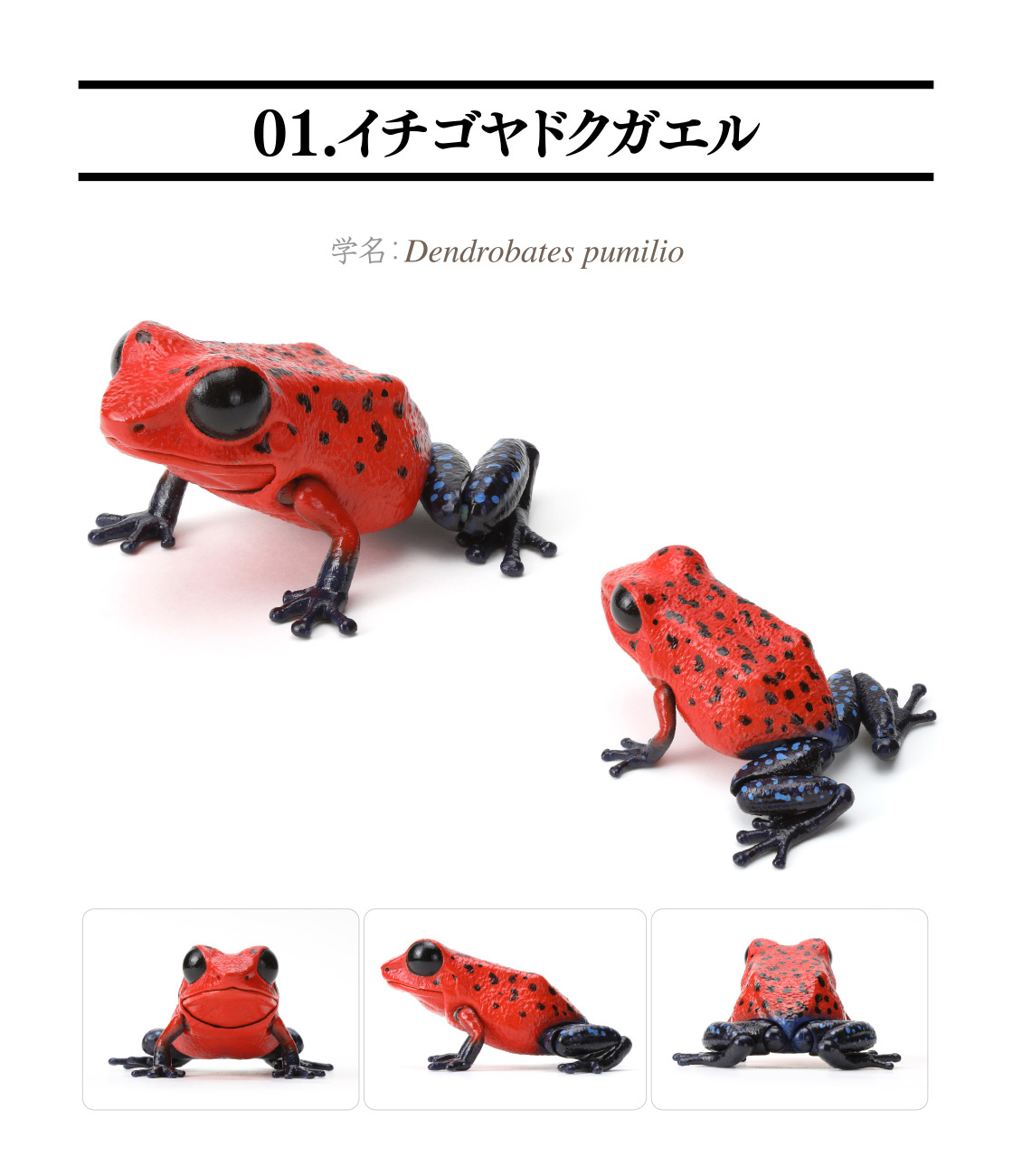 01.イチゴヤドクガエル
