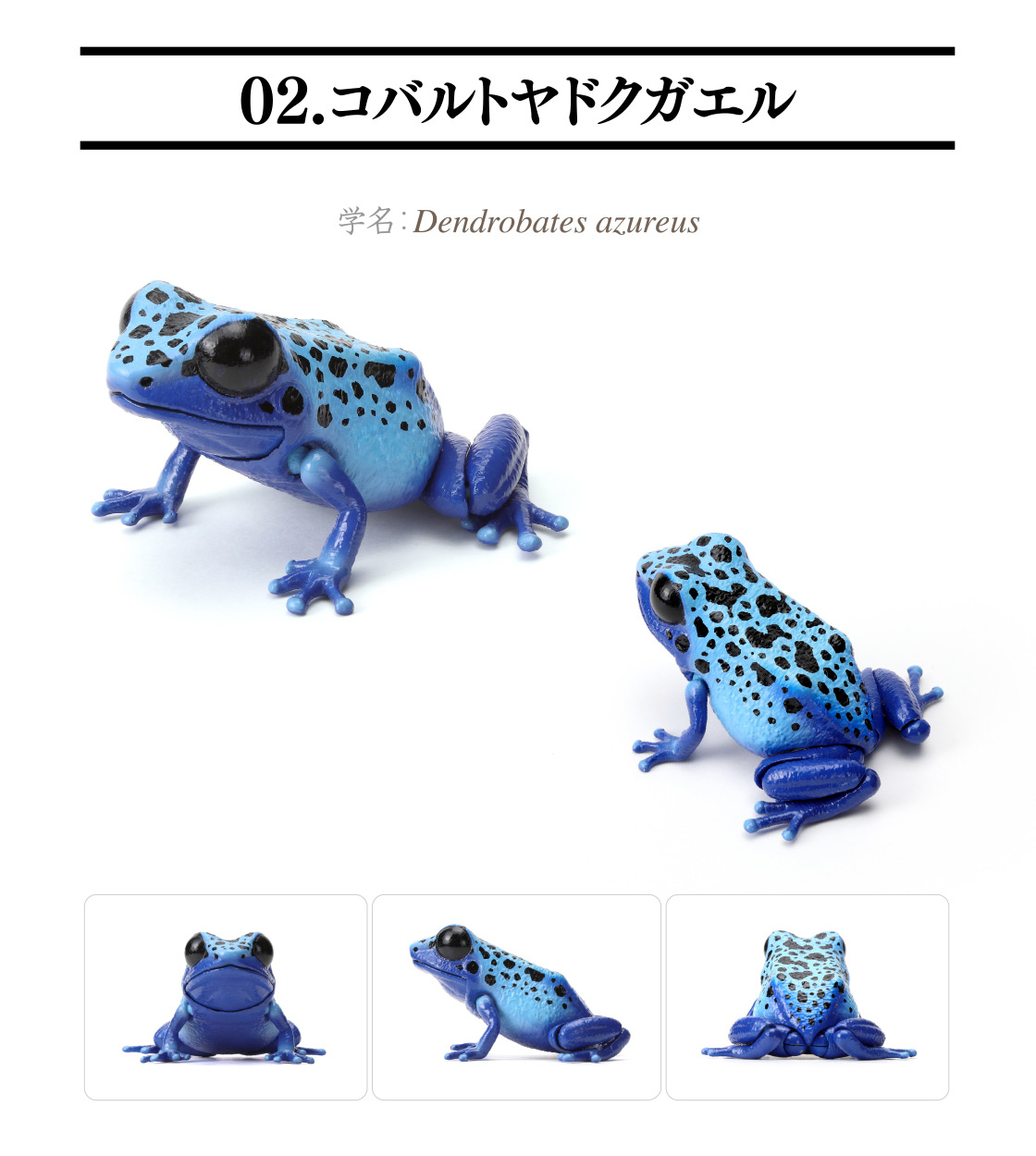 02.コバルトヤドクガエル