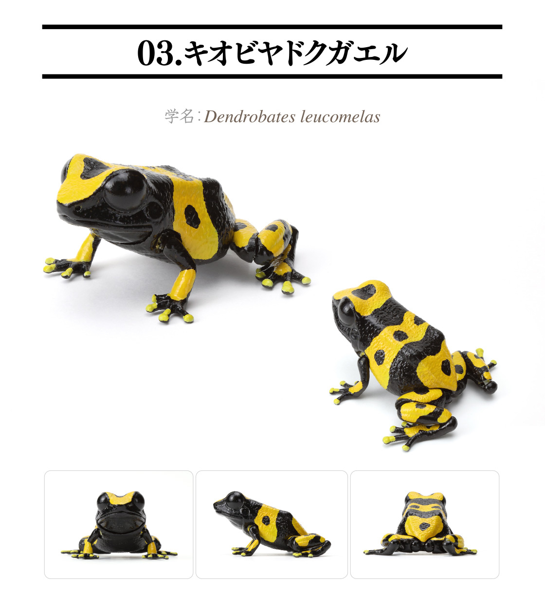 03.キオビヤドクガエル