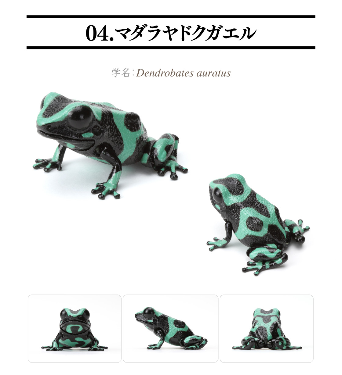04.マダラヤドクガエル