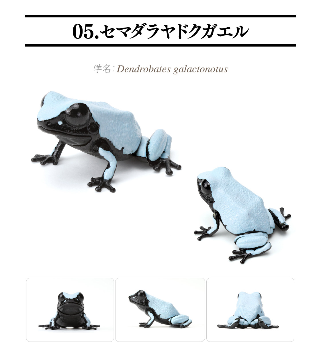 05.セマダラヤドクガエル