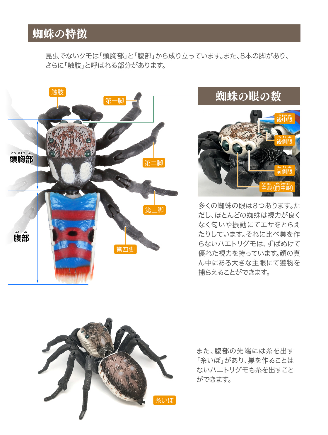 蜘蛛の特徴