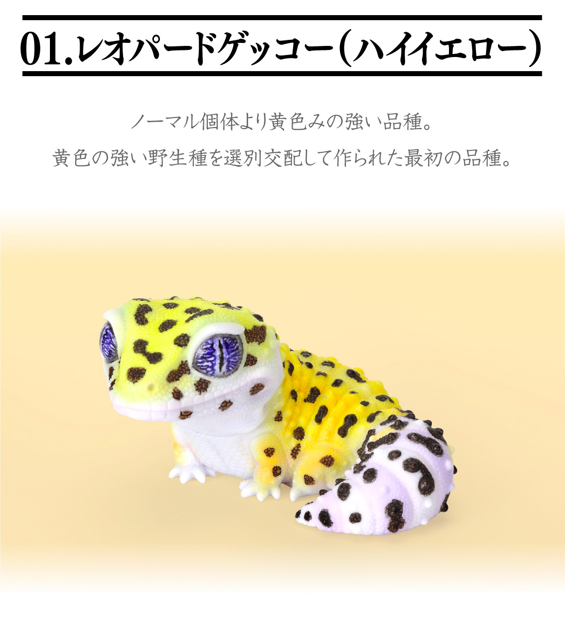 01.レオパードゲッコー(ハイイエロー)