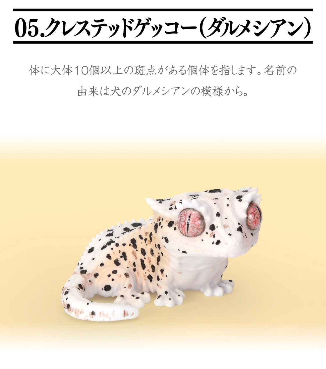 05.クレステッドゲッコー(ダルメシアン)