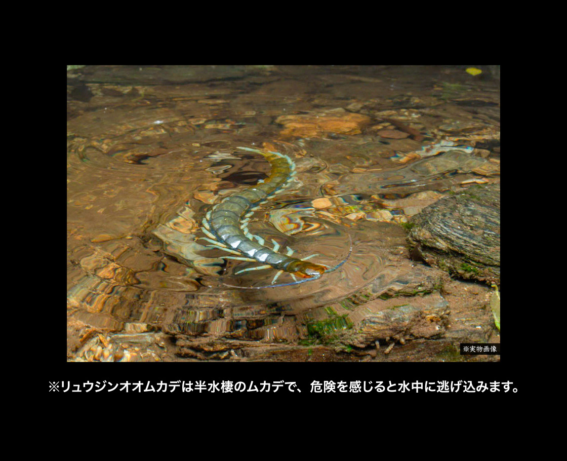 ※実物画像 ※リュウジンオオムカデは半水棲のムカデで、危険を感じると水中に逃げ込みます。