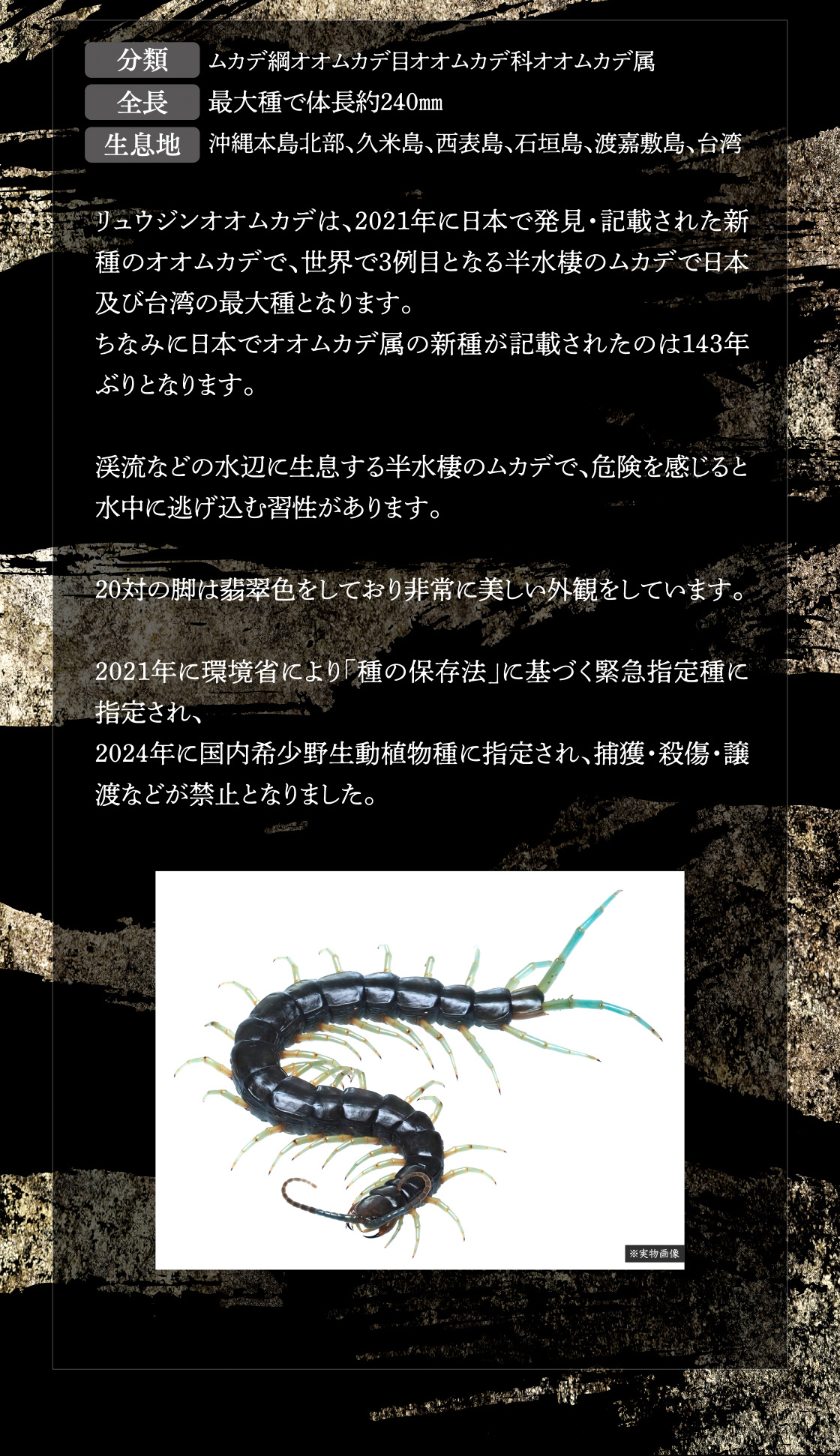 分類：ムカデ網オオムカデ目オオムカデ科オオムカデ属 全長：最大種で体長240mm 生息域：沖縄本島北部、久米島、西表島、石垣島、渡嘉敷島、台湾