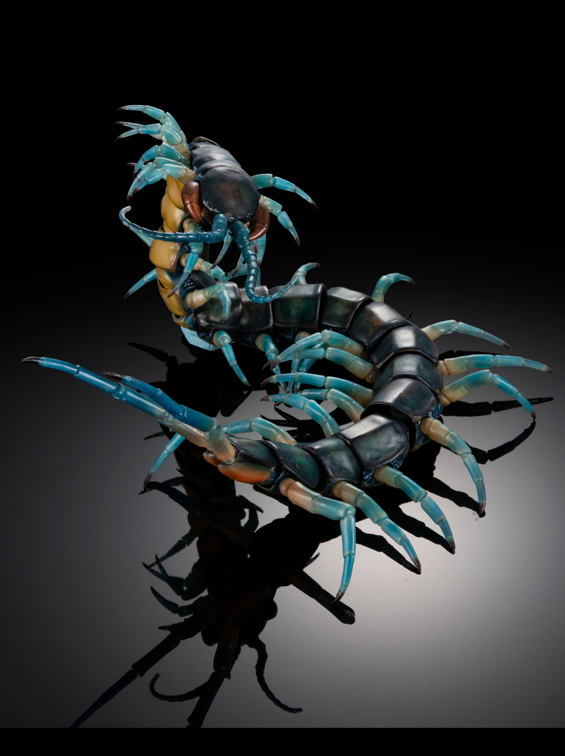 リュウジンオオムカデ