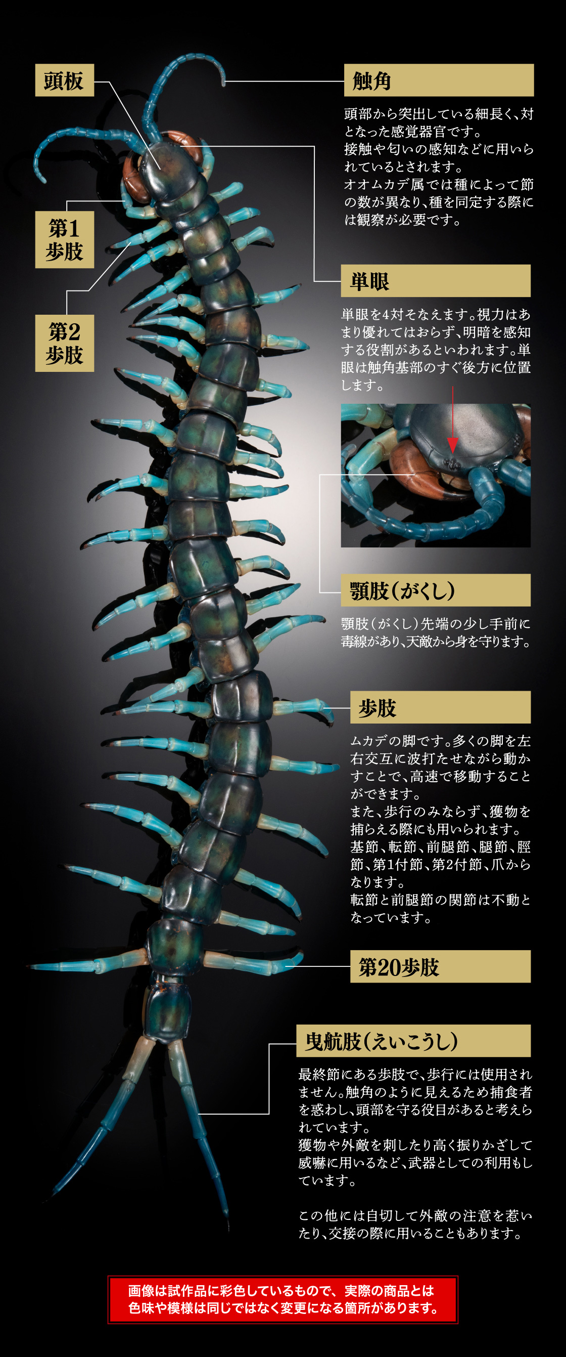 頭板 触角 単眼 第1歩肢 第2歩肢 顎肢(がくし) 歩肢 第20歩肢 曳航肢(えいこうし)