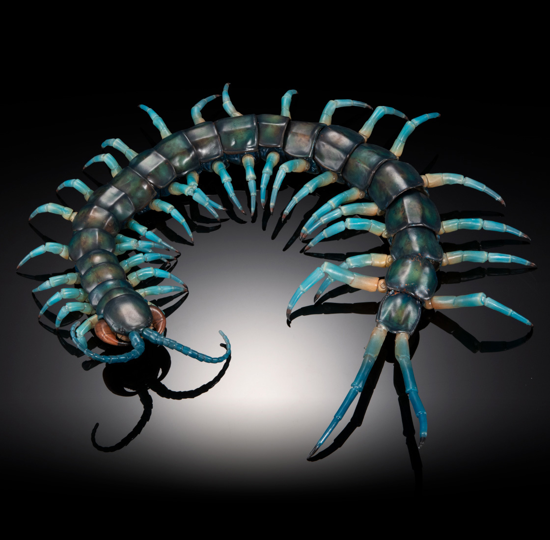 リュウジンオオムカデ