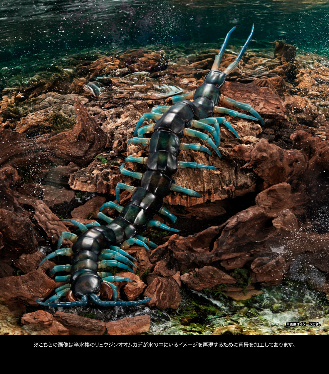 ※こちらの画像は半水棲のリュウジンオオムカデが水の中にいるイメージを再現するために背景を加工しています。