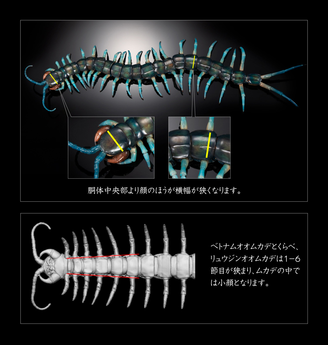 胴体中央部より顔のほうが横幅が狭くなります。