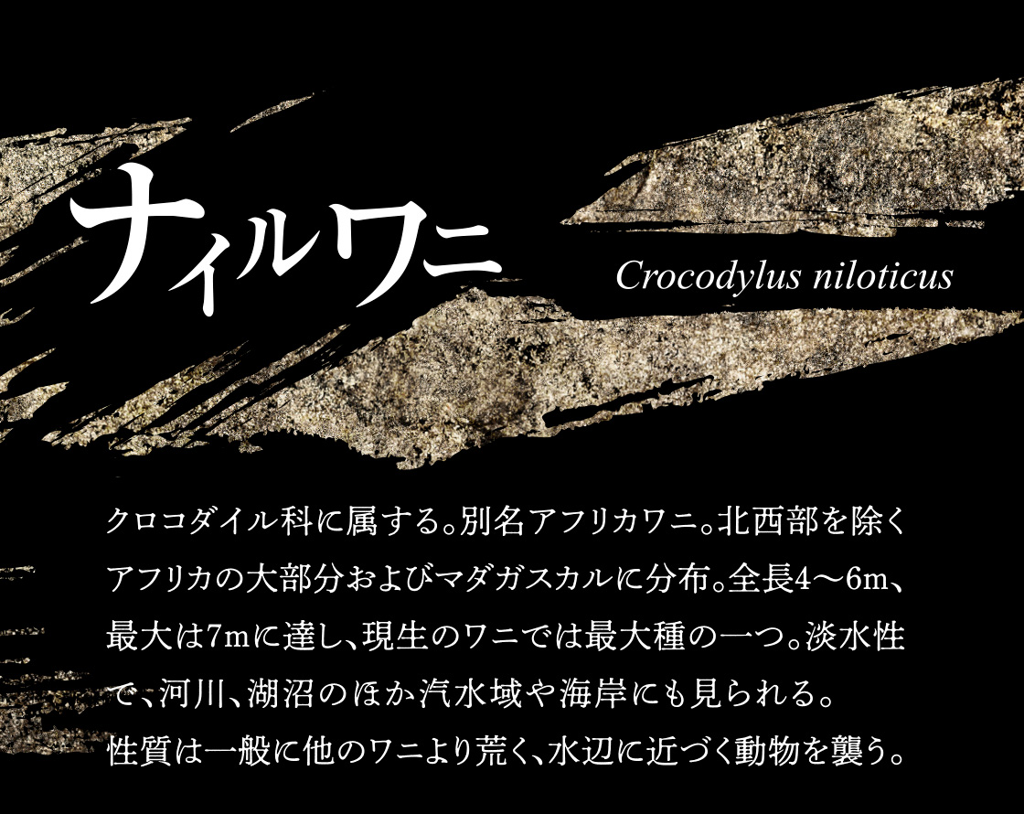 ナイルワニ Crocodylus niloticus