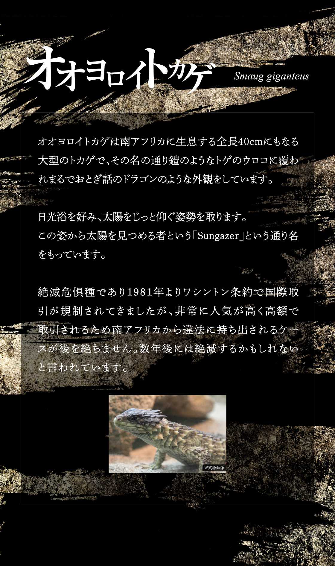 オオヨロイトカゲ Smaug giganteus