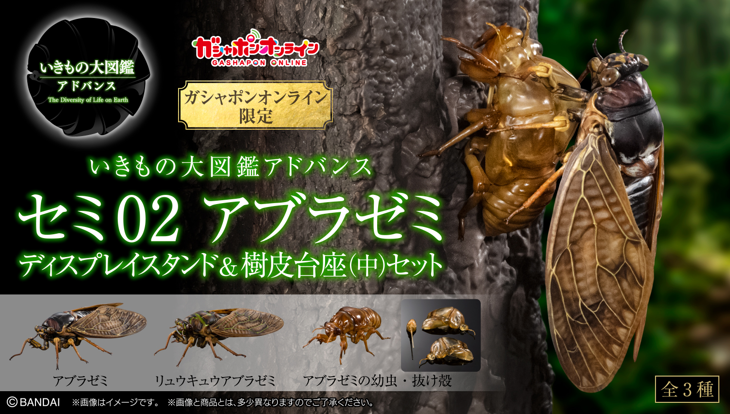 いきもの大図鑑アドバンス セミ02 アブラゼミ ディスプレイスタンド＆樹皮台座（中）セット
