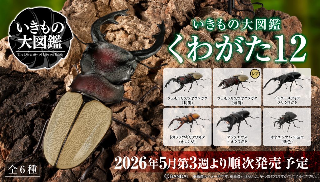 2026年5月3週目　いきもの大図鑑 くわがた12
