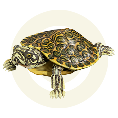 リオグランデクーター