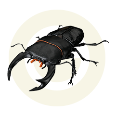 オオクワガタ