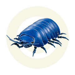 イリドダンゴムシ（重塗装版）