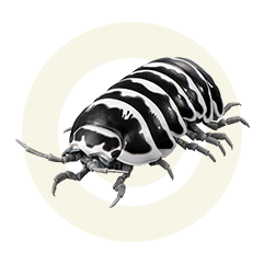 ゼブラダンゴムシ