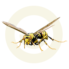 キアシナガバチ