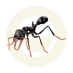 ブルドッグアリ（ブラック）