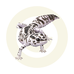 ニシアフリカトカゲモドキ（オレオ）