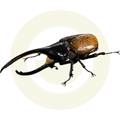ヘラクレス・タカクワイ