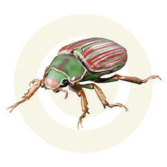 アデライダウグイスコガネ
